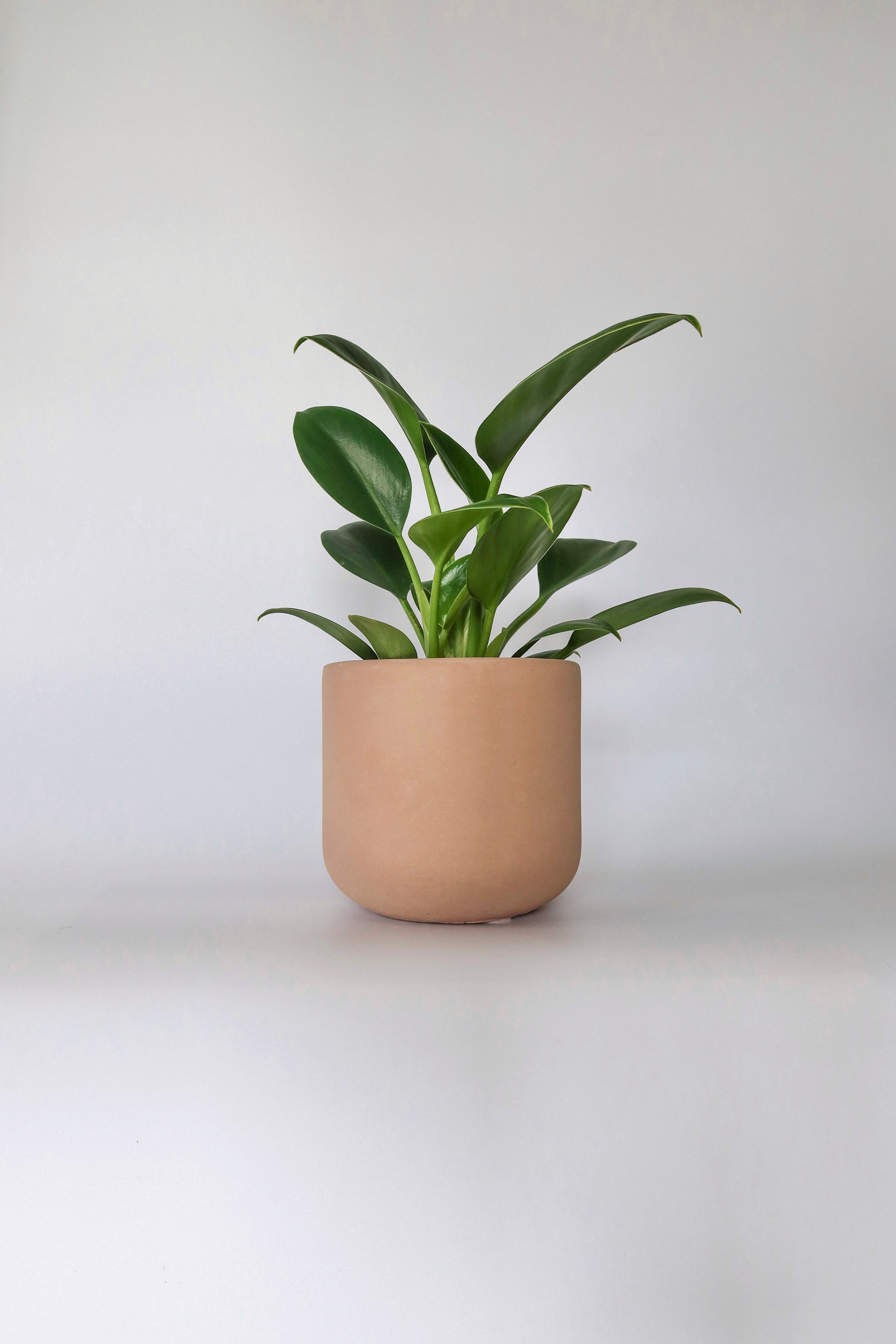 Osłonka betonowa Camel — barwiony beton, handmade, premium